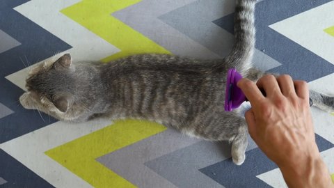Furminator Combing A Cute Grey British Cat. Pet Care, Grooming Concept