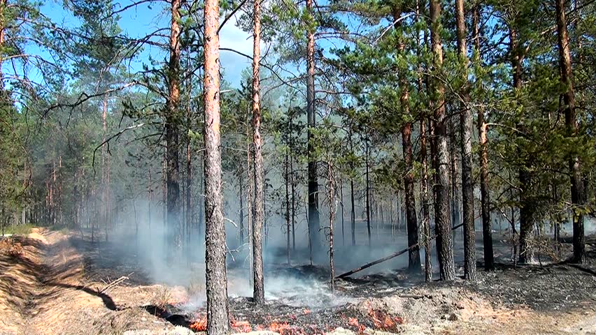 Forest Fire Summer Sunny Day Flame Stock Footage Video (100% Royalty 