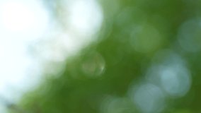 Peaceful blurry green, blue and yellow pastel simple natural abstract 4k video background. Sunlight sparkles through defocused vivid plants isolated on sunny clear blue sky backdrop