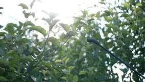 water droplets glisten in the sun
watering apple leaves with a spray hose - Powered by Shutterstock - Get 15% off with code: PIKWIZARD15