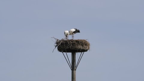 Stork birds on their nest feeding time