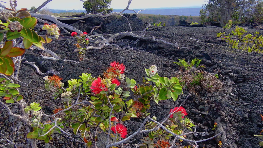 Flowering plants on volcanic lava. Hawaii Volcanoes National Park, USA 