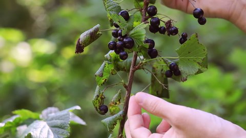 The hand collects a ripe black currant berry from a bush. Close-up