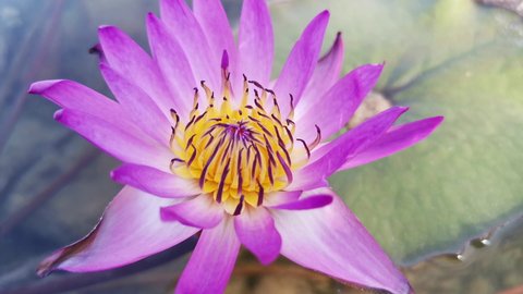 Close up of blooming purple pink color waterlily with leaf in pond.
