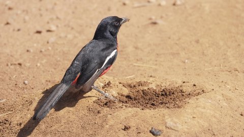 Crimson-breasted shrike eats small ants emerging from nest below sandy ground