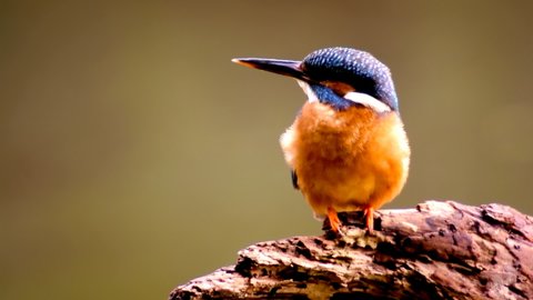 Female Common Kingfisher (Alcedo atthis), or Eurasian Kingfisher or River Kingfisher sitting on a branch with flowing water in the background.