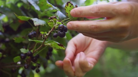 Hands collect black currants in the palm of your hand