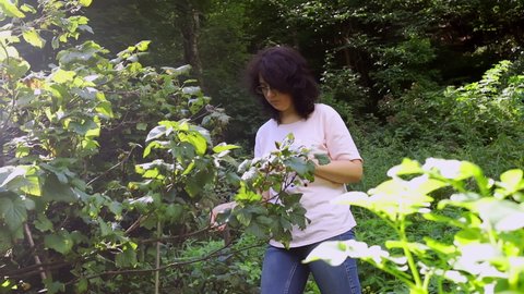 A girl collects black currants from a bush