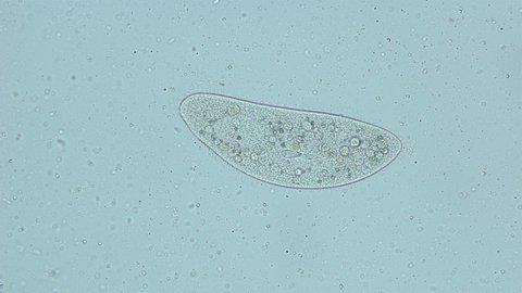 infusorium Ciliophora of the genus Paramecium under a microscope, order Peniculida. Cilia help to move, feeds on bacteria and other small organisms. Planktonic organism
