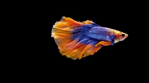 Blue and yellow color Siamese fighting fish (betta fish) with beautiful swimming in slow motion on black background