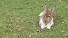 Rabbit in the field resting on grass 4K 3840X2160 UltraHD footage - Bunny laying and relaxing in natural environment 4K 2160p UHD video