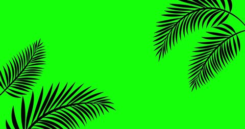 4K Stock video animated footage, green screen background, tropical tree branch, leaves moving in wind. 2d Seamless loop animation, Isolated Palm leafs, realistic plant, swaying leaf shadow silhouette