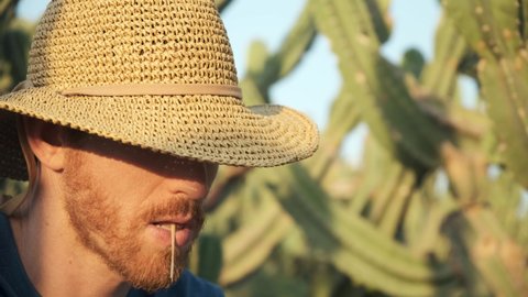 Farmer wearing straw hat in a cactus field in the desert. Red beard cowboy with had chewing straw in the wild wild west. cacti forest Desert Golan heights Israel. Kubo. lonely wolf outcast. van gogh