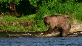 Brown bear eating fish. Kamchatka brown bear fishing for salmon at the river. Wild  brown bear and the Sockeye salmon caught. Natural habitat.  Kamchatka, Russia.