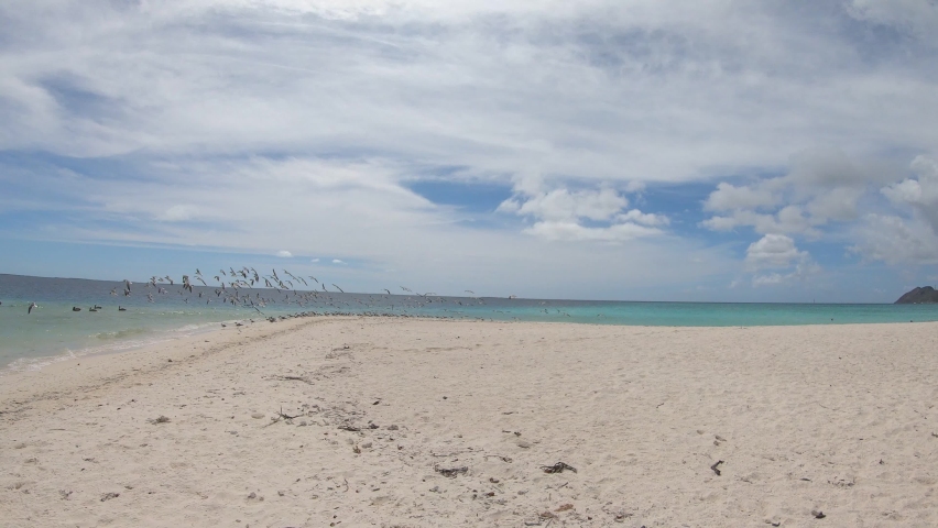 GROUP OF SEAGULLS FLYING AND LANDING ON THE BEACH