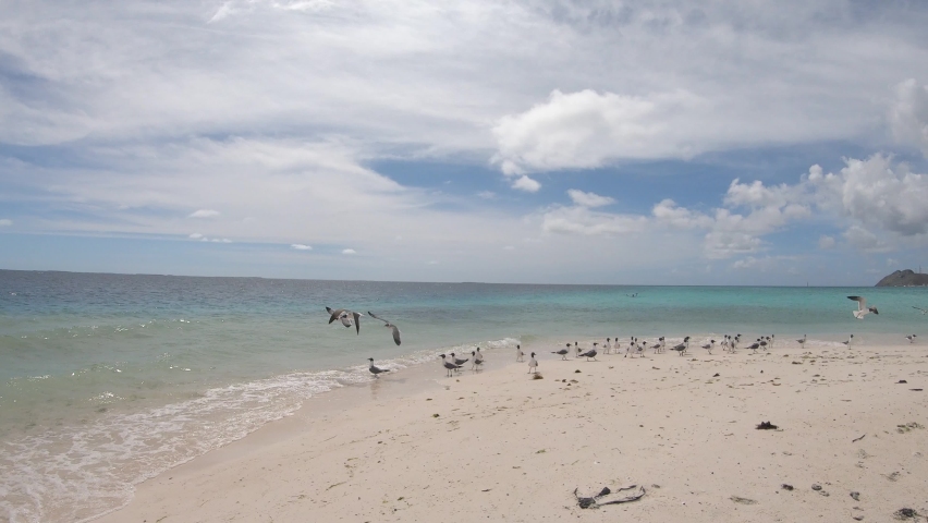 NATURAL LANDSCAPE WITH GROUP OF SEAGULLS mountain and woman IN THE BACKGROUND TROPICAL BEACH