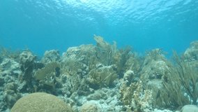 reef UNDERWATER Video-taken-at boca de cote los Roques-National-Park-Venezuela.