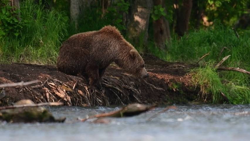 Brown bear jumps into the river, fishing for salmon. Brown bear chasing sockeye salmon at a river. Kamchatka brown bear, Ursus Arctos Piscator. Natural habitat. Kamchatka, Russia.   Slow motion. Royalty-Free Stock Footage #1077347921