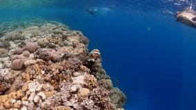 Video of man snorkeling above coral reef in Red Sea