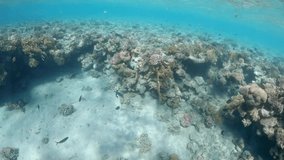Video of girl snorkeling above coral reef in Red Sea. Slow motion