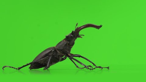 Big stag beetle on green screen. Rotating turntable shot, macro