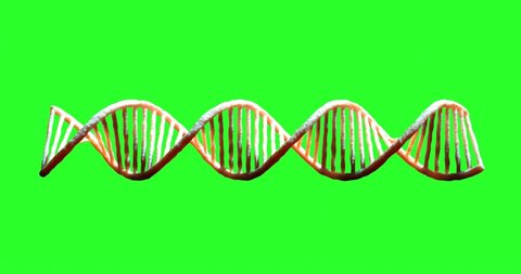 Realistic DNA 3D animation Green screen Chroma key. Rotating DNA double helix. Science and medicine concepts. Seamless loopable background.