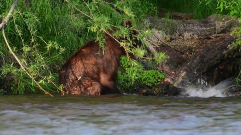 Brown bear on the river fishing for salmon. Brown bear chasing sockeye salmon at a river. Kamchatka brown bear, Ursus Arctos Piscator. Natural habitat. Kamchatka, Russia