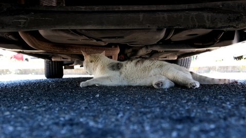 Homeless White and Brown Cute Vigilant Alerted Domestic Cat Hiding Under a Car