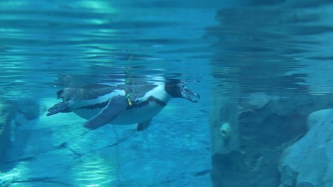 Ungraded: Humboldt penguin swims in the zoo pool. View from under the water. Ungraded H.264 from camera without re-encoding.