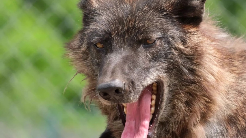 The old black wolf yawns and wants to sleep