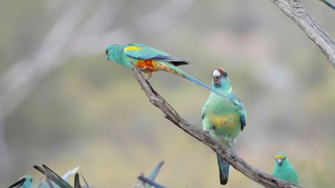 slow motion shot of an aggressive australian ringneck parrot chasing a mulga parrot off a branch at gluepot nature reserve in south australia