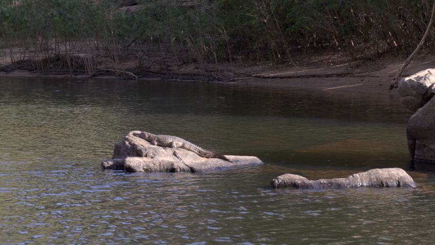 view from a cruise boat of a freshwater crocodile sunning itself on a rock at nitmiluk gorge of nitmiluk national park in the northern territory, australia Royalty-Free Stock Footage #1077354431