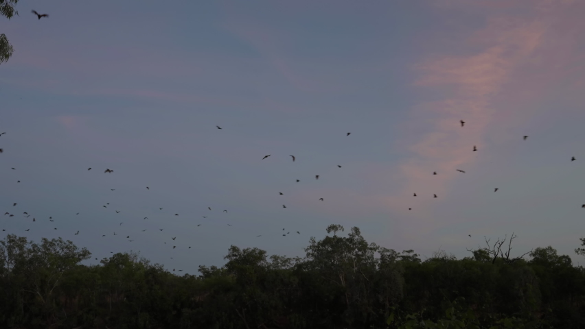 fruit bats flying before sunrise at nitmiluk gorge, also known as katherine gorge of nitmiluk national park in the northern territory, australia Royalty-Free Stock Footage #1077354434