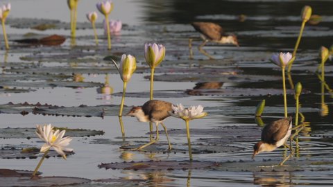high frame rate clip of several jacanas on water lilies at marlgu billabong of parry lagoons nature reserve in the kimberley region of western australia