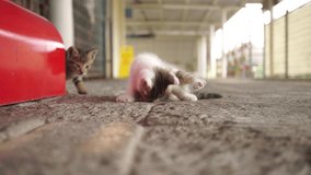 Video of two cute cats playing near the train station