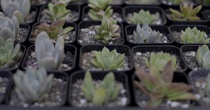 Rows of various kinds of small cactus in mini pots, close-up video shot.