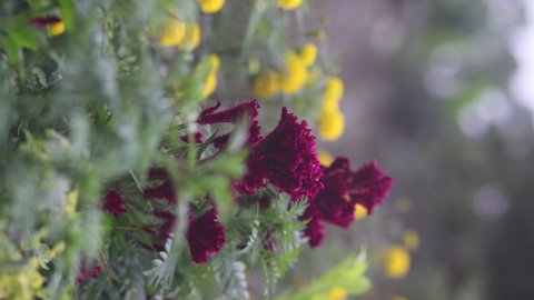 Cockscomb Flower or Celosia cristata with burgundy buds and green leaves blooming in the garden. Beautiful Burgundy Flower Vertical Stock footage.