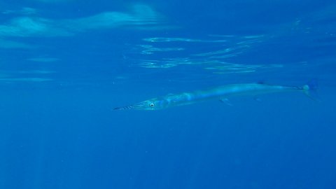 Close up of Needlefish swims under water surface in sunshine. Underwater life in the ocean. (4K - 60fps)