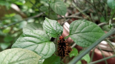 A caterpillar , larvae of butterfly eating green leaves. 