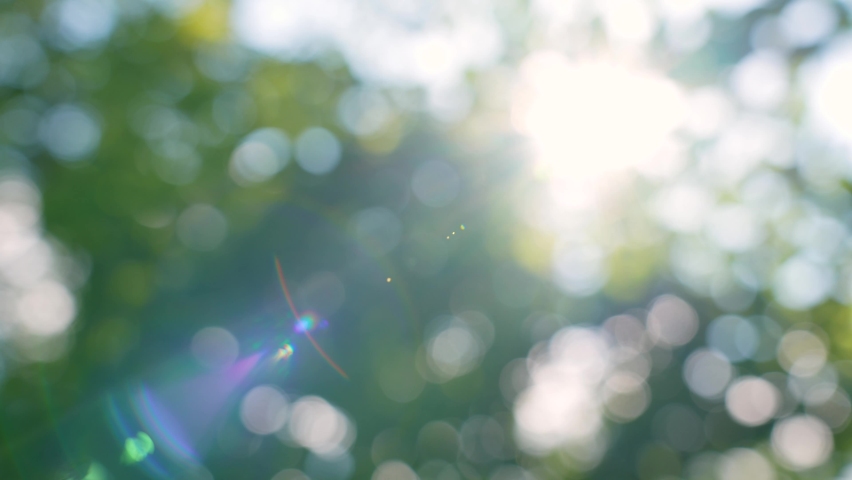 Beautiful green vand blue gradient vibrant natural video bokeh abstract background. Defocused leaves of old summer trees and soft sunset sunlight transparenting through branches Royalty-Free Stock Footage #1077376196