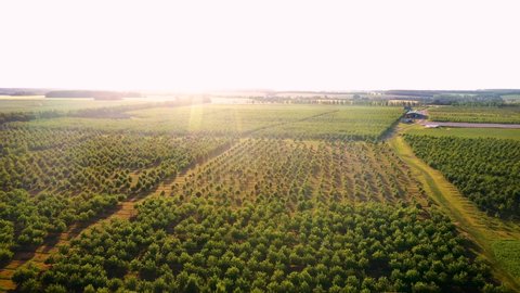 Aerial Over Fruit Garden With Apple Citrus Cherry Trees Planted In Smooth Row