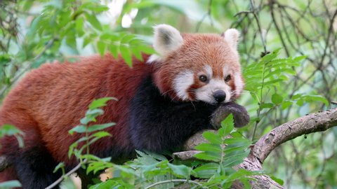Portrait shot of cute red panda yawning in wilderness, perched in green trees - close up slow motion shot