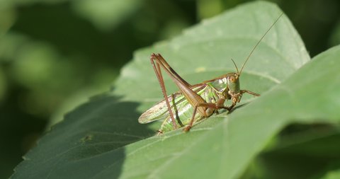 Japanese katydid or long-horned grasshopper stop on sunflower leaf in a sunny day  