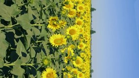 Vertical video of panorama of the field of sunflowers. Plantation of agricultural crops. Cultivation of varieties for vegetable oils