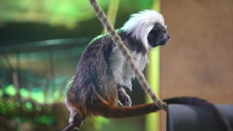cotton-top tamarin (Saguinus oedipus), or the cotton-headed tamarin and crested tamarin. One of the smallest primates. two little monkeys in the zoo jumping from the branches. 