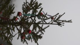 Baubles hanging on ribbons at conifer tree top swaying by wind in foggy weather. Rain instead of snowing in winter due to climate change and global warming. Christmas balls on xmas tree under drizzle