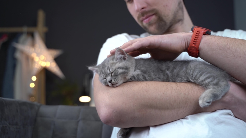 Scottish straight-eared gray kitten sleeps in arms of owner of house. Thoroughbred cute little British cat falls asleep in hands of young man. Man and pet theme. Male petting sleeping kitten Royalty-Free Stock Footage #1077387719