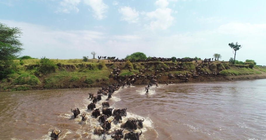 Wildebeest crossing river Mara during the great migration in Serengeti national park Royalty-Free Stock Footage #1077387791