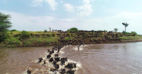 Wildebeest crossing river Mara during the great migration in Serengeti national park