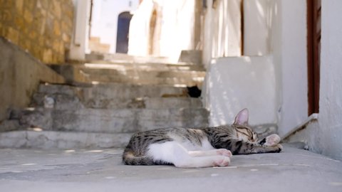 Greek Street Cat streching on Rhodes Island